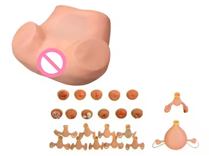 Gynecological Examination PVC Manikin Training Model Accessory Model for Abnormal Uterine <strong>Palpation</strong> Abdominal Pelvic Teaching - Product Image 4