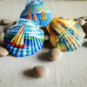 פגזים scallop ציור אמנות קישוט קישוט קונטש גדול סיטונאי פגזים
