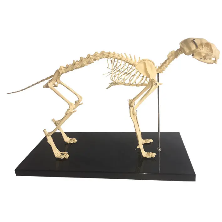 Gelsonlab HSBM-433P High quality Cat Skeleton model, Cat Skeleton bone For educational