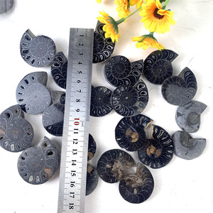 Un par de fósiles de caracola rebanada de amonita negra, Piedra Fósil de caracol, espécimen fósil para Decoración - Product Image 4