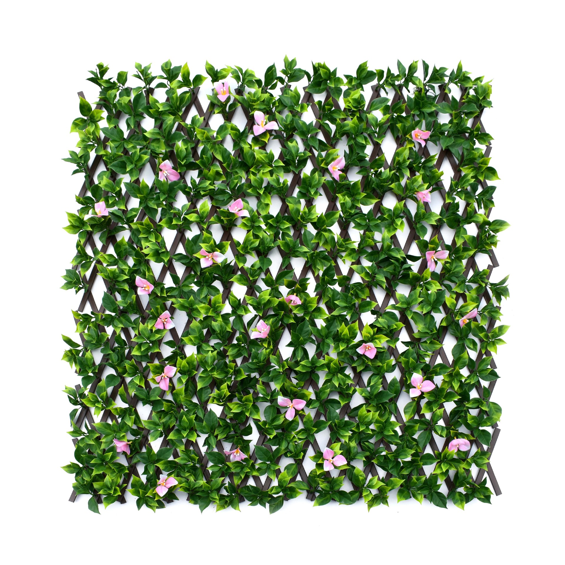 Buganvilla y valla de flores