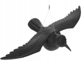 Corbeau noir B