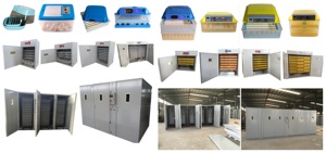 Fabrika doğrudan satış otomatik tavuk/kaz/ördek/bıldırcın güneş yumurta kuluçka ve kuluçka makinesi - Product Image 6