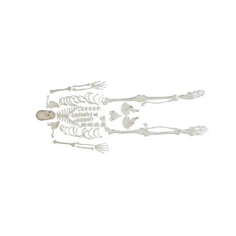 Squelette humain déarticulé en Science médicale, modèle de Science éducative avec crâne