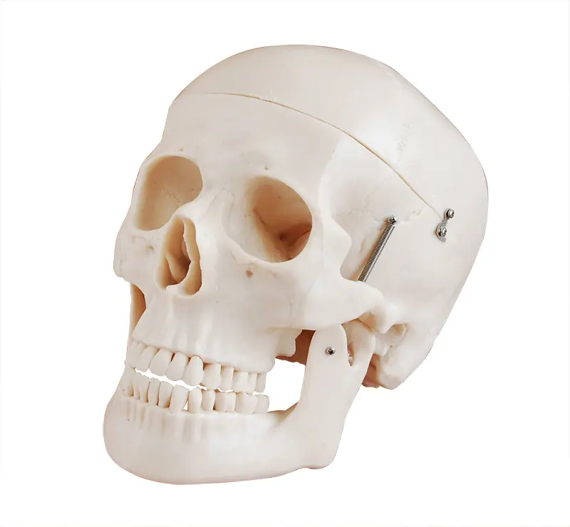 Modello di stile D del cranio umano anatomico medico educativo a grandezza naturale