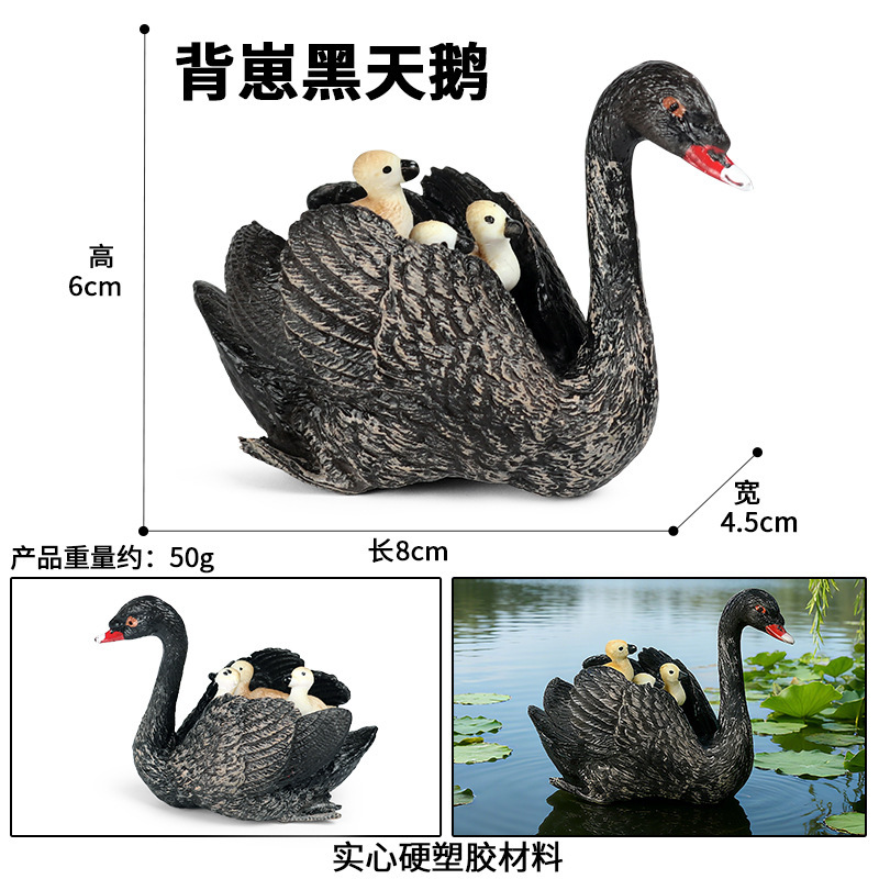 Black Swan with Cygnets on Back