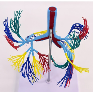 <strong>Human</strong> Trachea and Bronchial Anatomy Model PVC Bronchial Tree Model for Medical Science Teaching and Clinical Training - Product Image 5