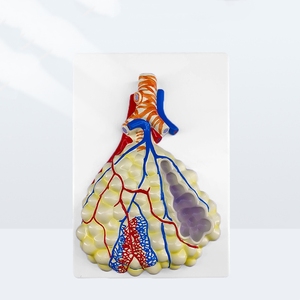Tıp bilimi İnsan anatomik modeli pulmoner solunum ve dolaşım sistemi Model beyin - Product Image 3