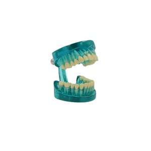 Standart İnsan diş modeli Normal diş anatomisi diş gösteri tıbbi hediye eğitim ekipmanları öğretim kaynakları - Product Image 1