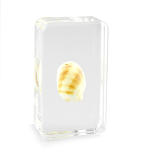 Embedded Sea <strong>Shells</strong> Sea <strong>Shell</strong> Specimen Large Sea <strong>Shells</strong> in Resin - Product Image 4