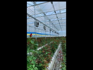 Hệ thống nhà kính thương mại đa nhịp Pro-sawtooth tiên tiến - Product Image 6