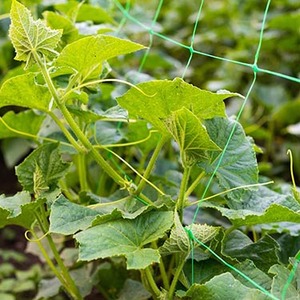 Polypropylene <strong>netting</strong> <strong>Cheap</strong> price extruded trellis net tobacco flower climbing <strong>netting</strong> - Product Image 4