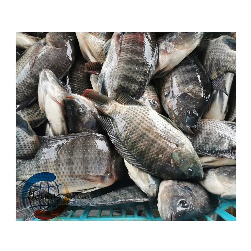 Siyah Tilapia Taze Dondurulmuş Tilapia Balık satışa