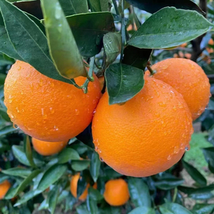 Taze narenciye tatlı ve sulu valencia portakalları ve göbek portakalları