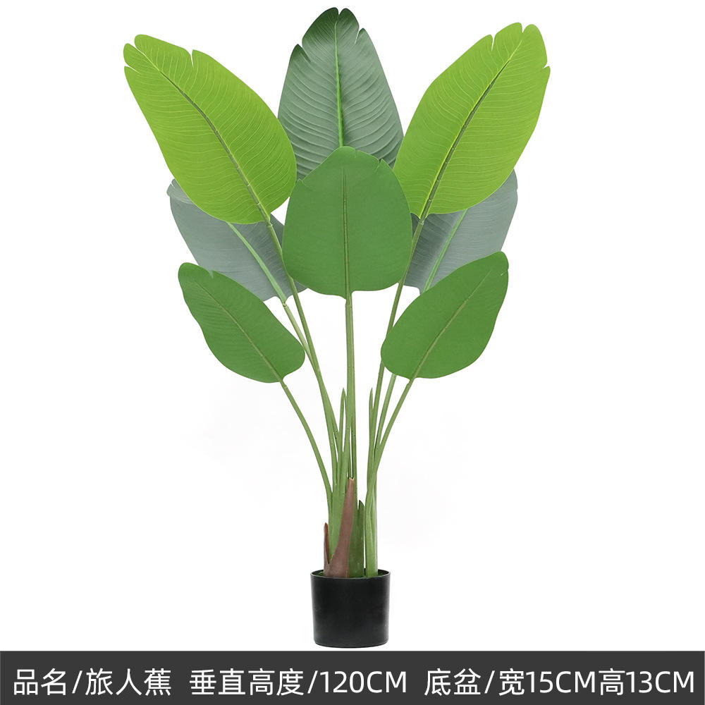 กล้วยนักเดินทางขนาด120ซม. ใบเพิ่มความรู้สึกที่แท้จริง