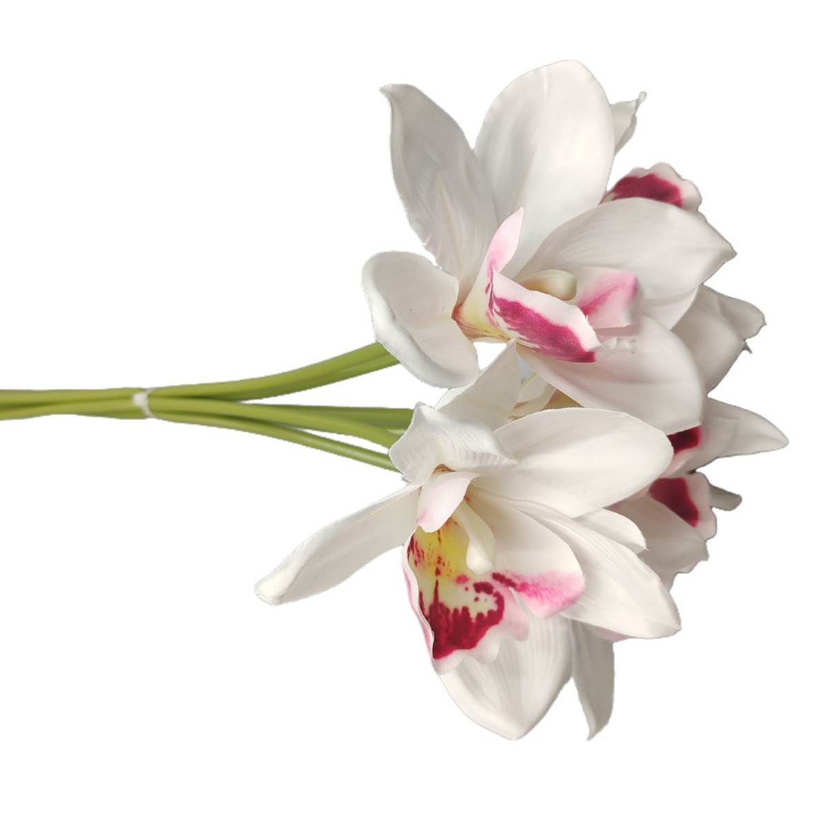 Ivory 1