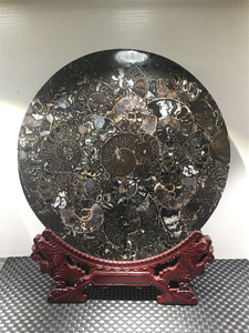 Disco de rebanada de fósiles de caracola Natural arcoíris amonita fósil piedra Caracol espécimen fósil para decoración del hogar - Product Image 6