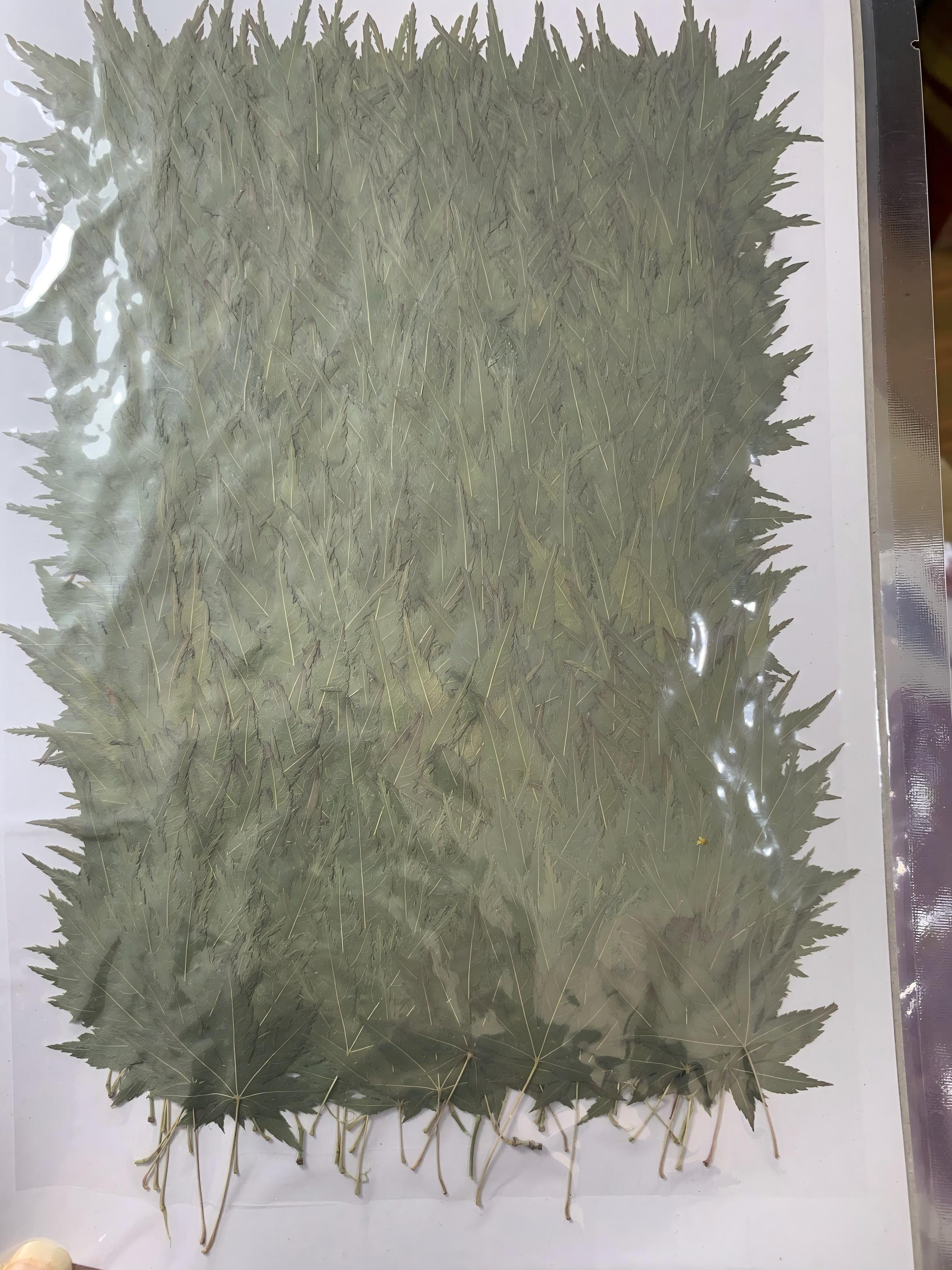Foglia verde 100pz