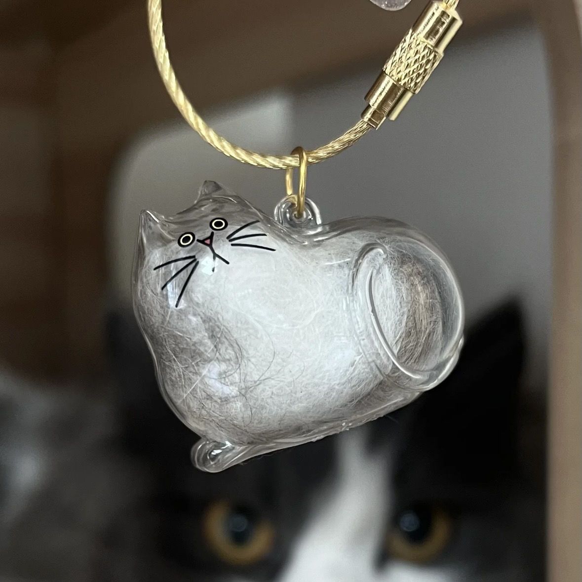 gato transparente