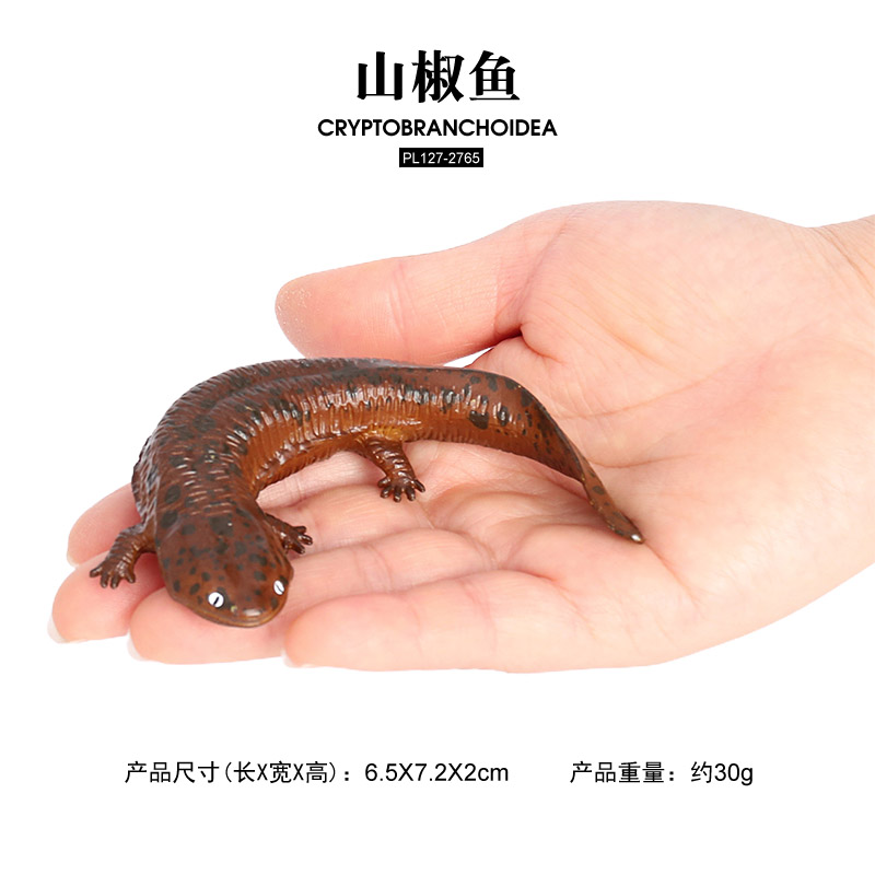 2765 Cryptobranchoidea