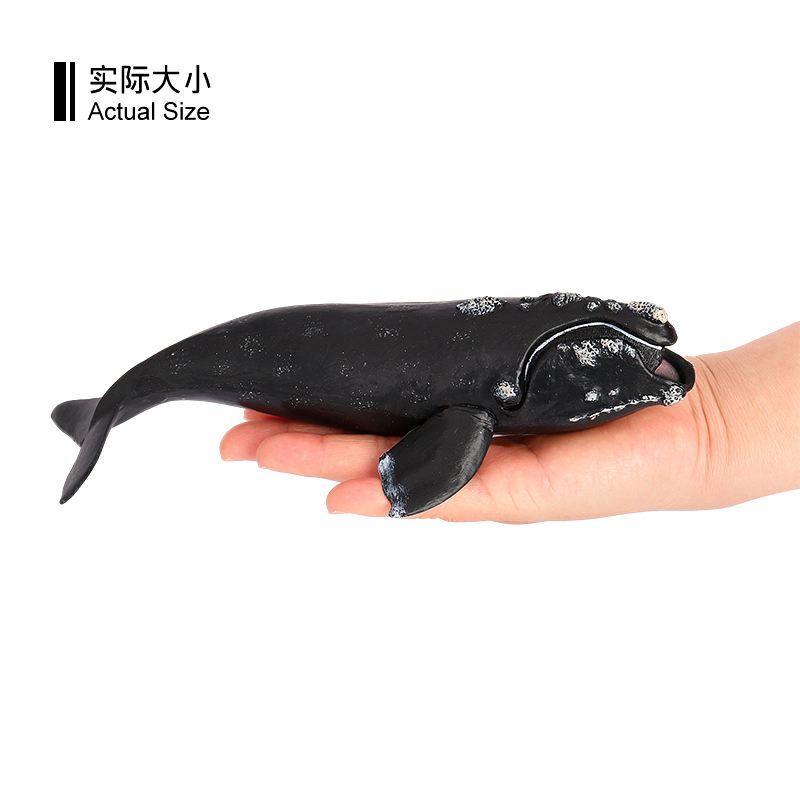 3143 North Pacific Right Whale