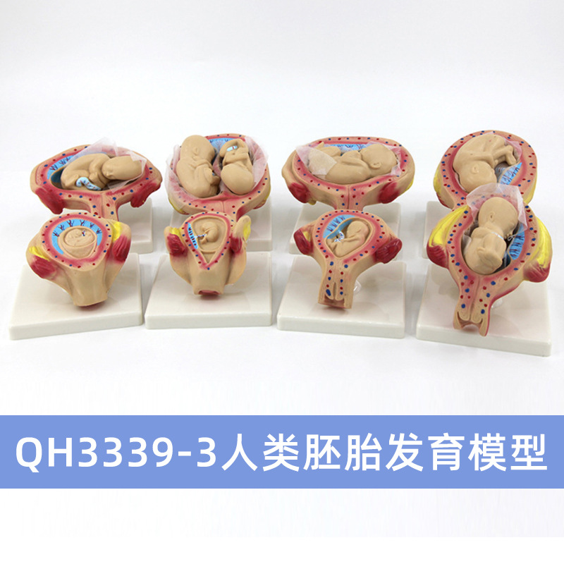 QH3339-3 แบบจำลองการพัฒนาของตัวอ่อนมนุษย์