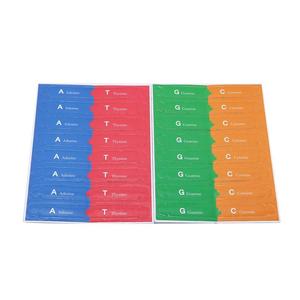 Çocuk eğitici oyuncaklar DIY insan genler DNA modelleri çift sarmal bilim öğretim yardımcıları araçları çocuklar için öğretici oyuncaklar öğrenci için - Product Image 5