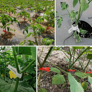 Perfect for <strong>Trellis</strong> <strong>Netting</strong> Growing Vine Vegetables Like <strong>Tomatoes</strong> and Cucumbers Melons Vine Clips - Product Image 6