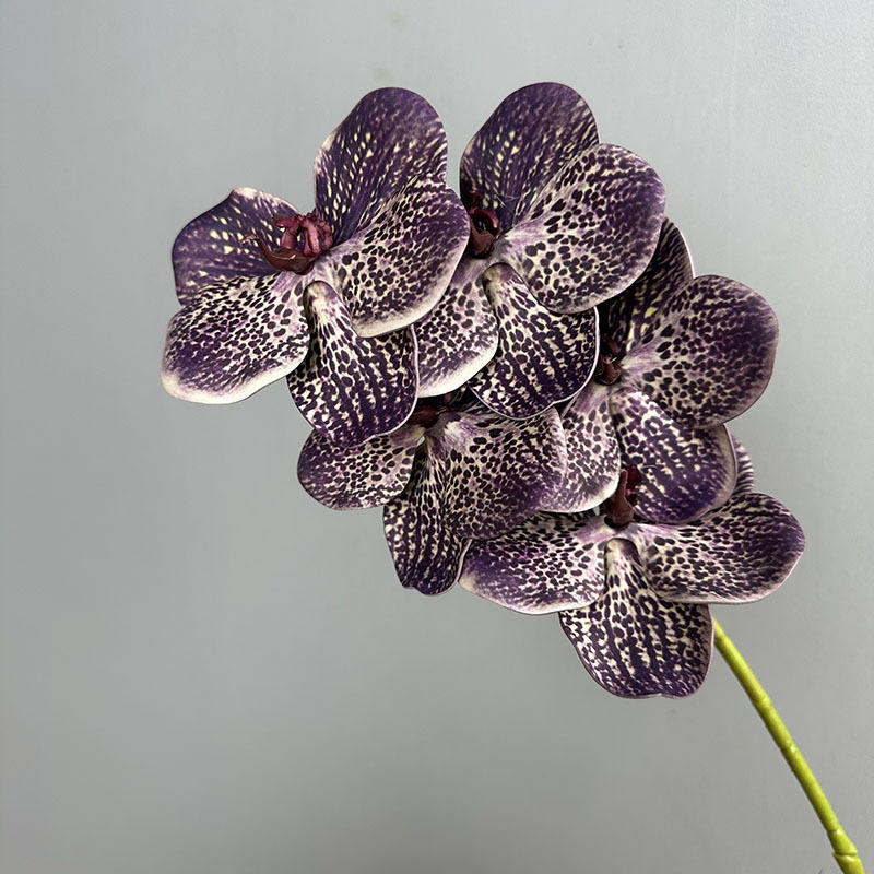 Branchlets Wan Dai Lan à cinq têtes Grande Fortune