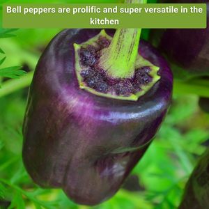 Gieo ngay gia truyền Rau tiêu gói Kit gieo hạt tiêu ngọt không GMO Bộ sưu tập Ớt chuông Đỏ sô cô la nâu Vườn Nhà - Product Image 4