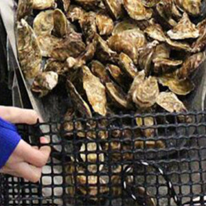 Lưới Sinh Sản Gà Và Ngỗng Lưới Nhựa Và Lưới Hàng Rào Lưới Địa Kỹ Thuật Gia Cố Lưới Địa Kỹ Thuật Hai Trục - Product Image 4