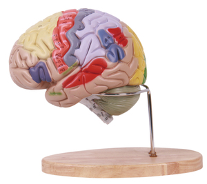 Cervello modello di scienza medica con dettagliata struttura anatomica annotazione - Product Image 1