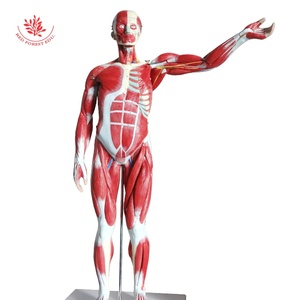 筋肉モデル人間85CMPVC素材人間の男性の胴体モデルの筋肉図筋肉 - Product Image 1