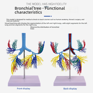 <strong>Human</strong> Trachea and Bronchial Anatomy Model PVC Bronchial Tree Model for Medical Science Teaching and Clinical Training - Product Image 2