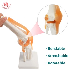 İnsan diz eklem modeli FRT029 Deluxe fonksiyonel bağlar tıbbi bilim insan anatomik modeli dahil - Product Image 2