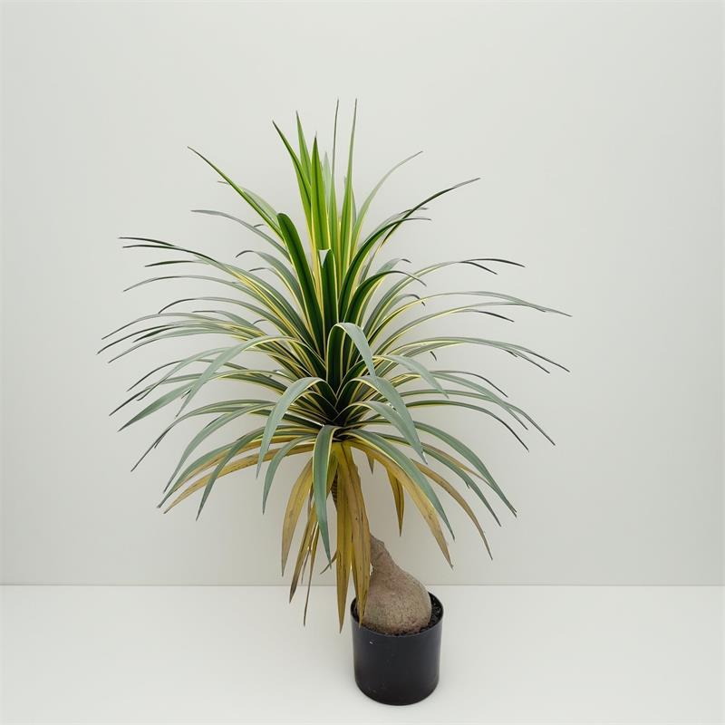 Orchidea in bottiglia di vino con bordo dorato da 90 cm
