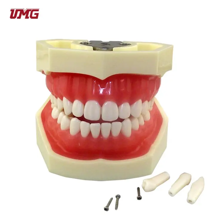 UMG 생성 모형 치과 UM-A3 표준 이 모형 (nissin)