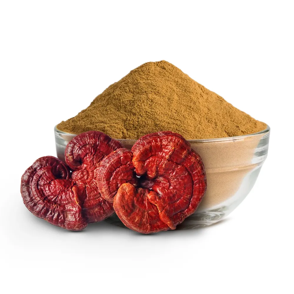 Biologische Ganoderma Lucidum/ Lingzhi/ Reishi/ Extract Paddestoel Kruiden Supplementen Poeder