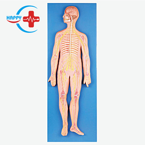 HC-S234 Medical Science <strong>Human</strong> Nervous System Model - Product Image 1