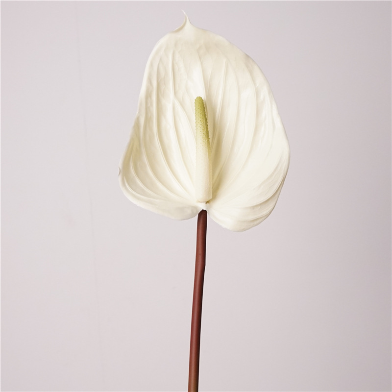 Anthurium à gomme tendre - blanc riz