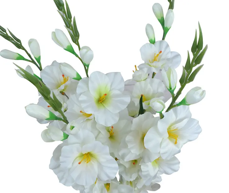 جلاديولوس ، لمبة (20 عبوة) بألوان الباستيل مختلطة ، زهور معمرة مختلطة