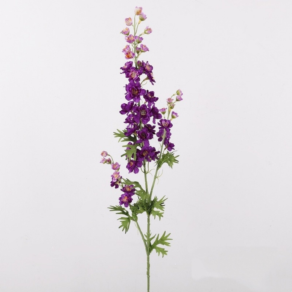 Viola
