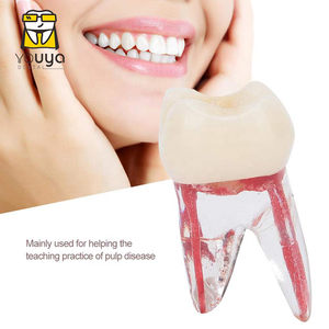 Dental Root Dentin Practice Dental Model <strong>Teeth</strong> Model <strong>Tooth</strong> Model - Product Image 2