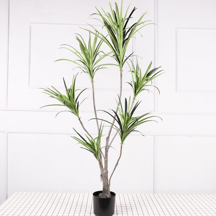 Cycas de 1,5 mètre avec des feuilles vertes.