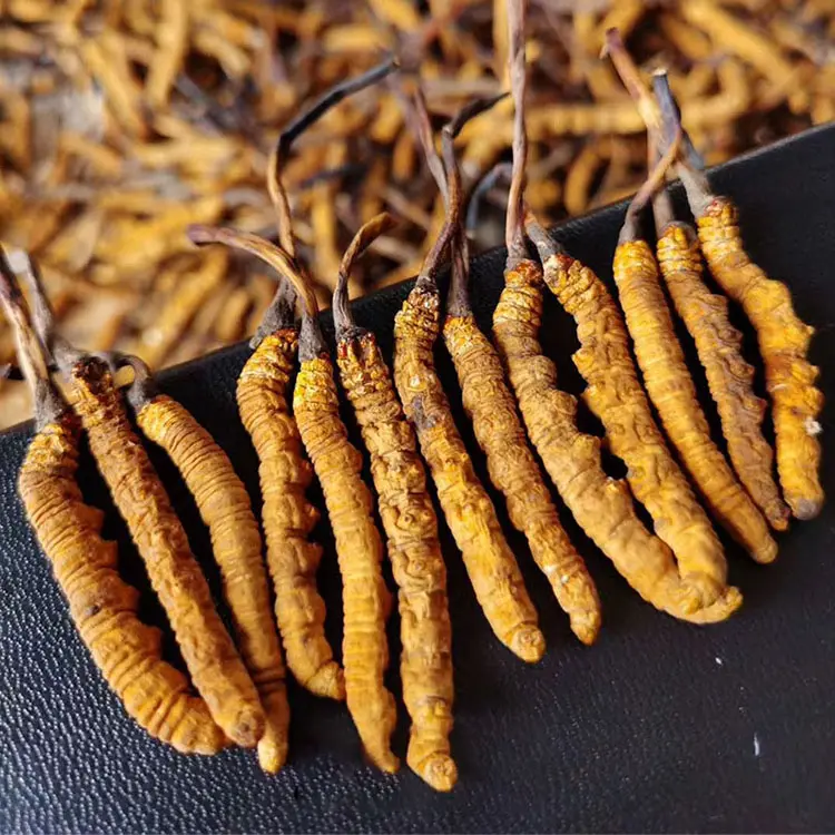 Iyi fiyat Nagqu üstün Tiens karmaşık cordyceps longrich organik kurutulmuş Tibet Cordyceps militaris