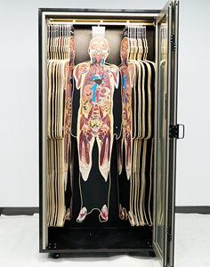 ECDH-Int DP Digihuman Tomographic Image Digital <strong>Human</strong> Structure - Product Image 2