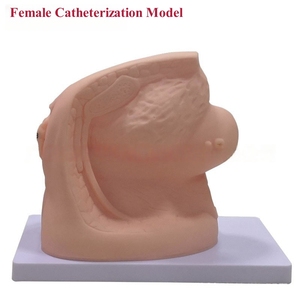Male Urinary Catheterization Training <strong>Simulator</strong> Nursing Teaching <strong>Model</strong> Bladder for Urethral Catheterization Medical Science - Product Image 3