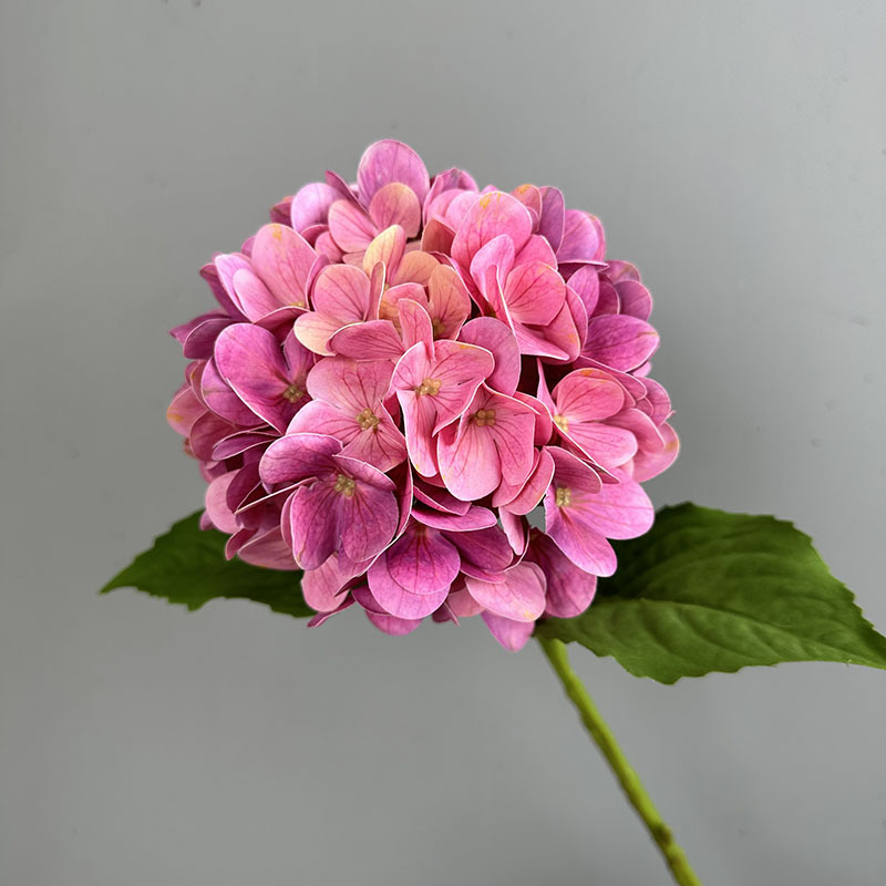 Rose garance
