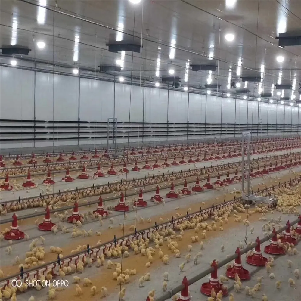 Sistema Automático de alimentación y bebedero, equipo de cobertizo para casa de aves de corral