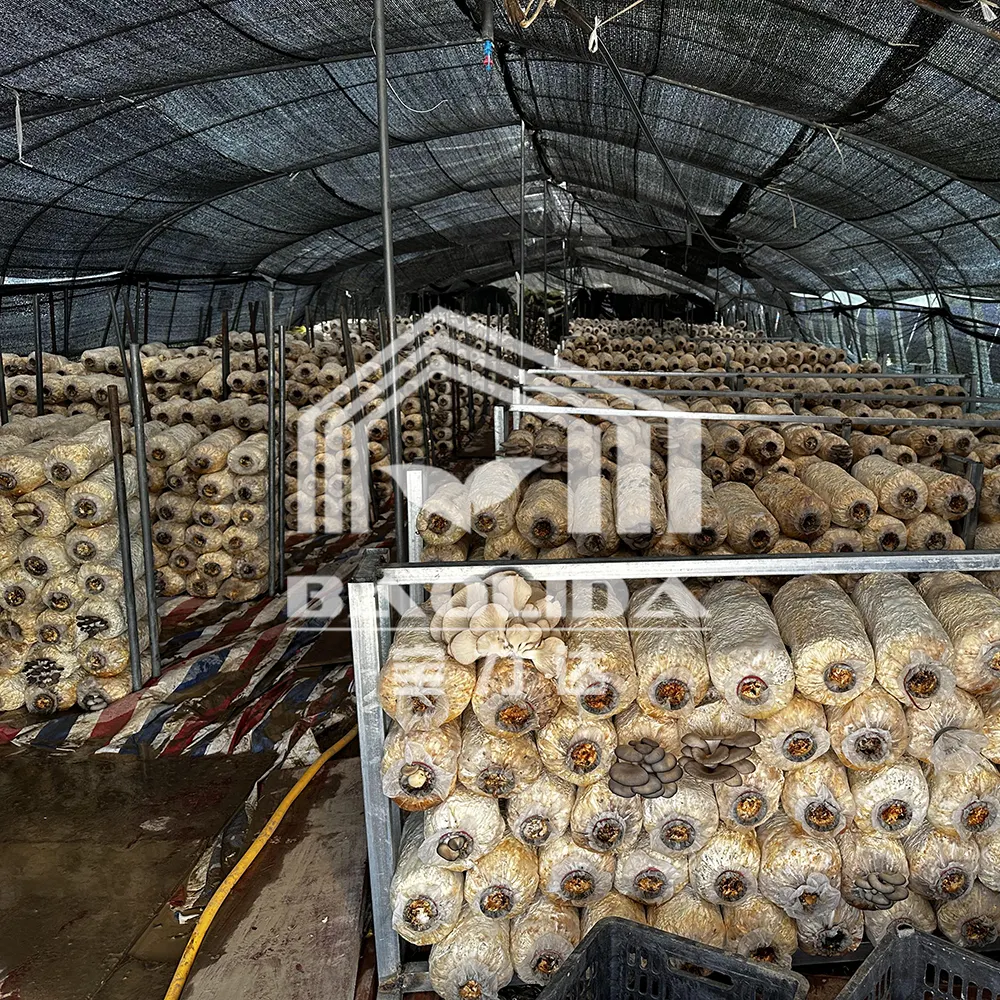 Agricultural Polythene Film Covered Mushroom Green House For Sale